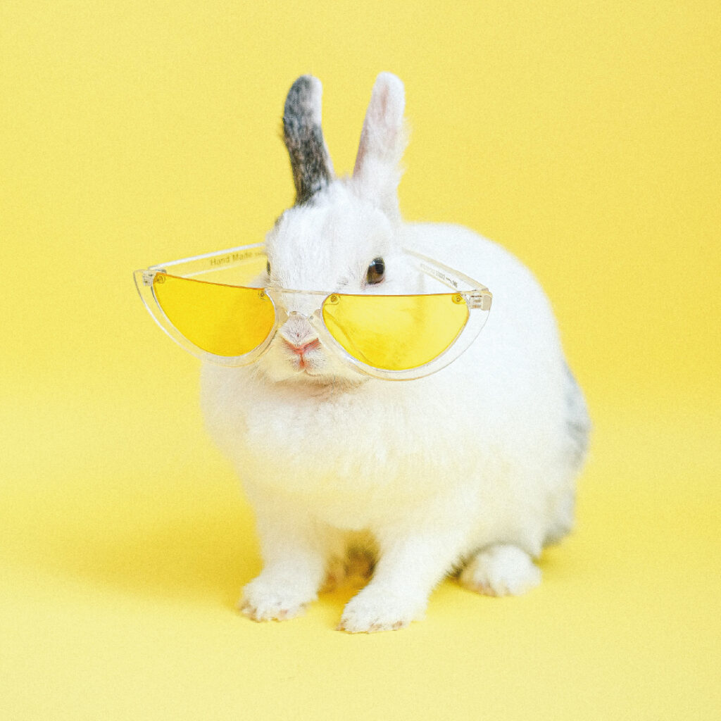 A cute, white rabbit wearing big, yellow-tinted sunglasses sat on a yellow background.
